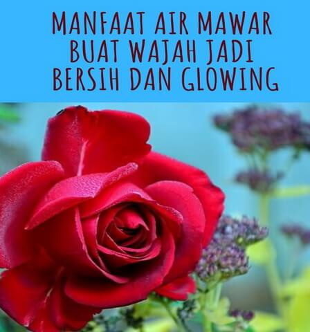 Manfaat Air Mawar Buat Wajah Jadi Bersih dan Glowing