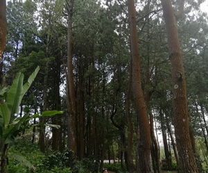 Coban Talun Wisata Alam dengan Tema Unik