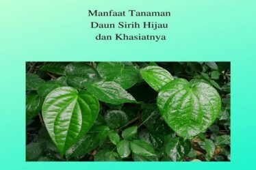 Manfaat Tanaman Daun Sirih Hijau dan Khasiatnya