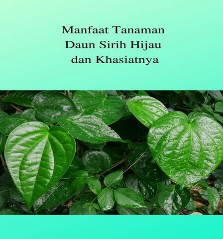 Manfaat Tanaman Daun Sirih Hijau dan Khasiatnya