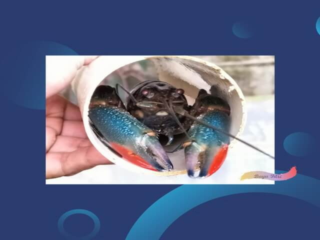 Ternak lobster