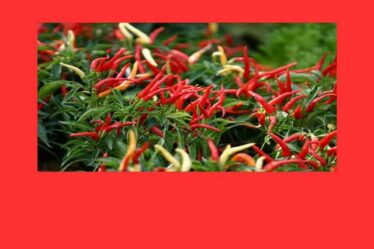 ABC Cabai Hiyung dan Cara Menikmati Sambal Asli Terbaik