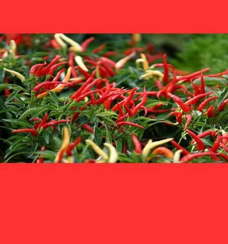 ABC Cabai Hiyung dan Cara Menikmati Sambal Asli Terbaik