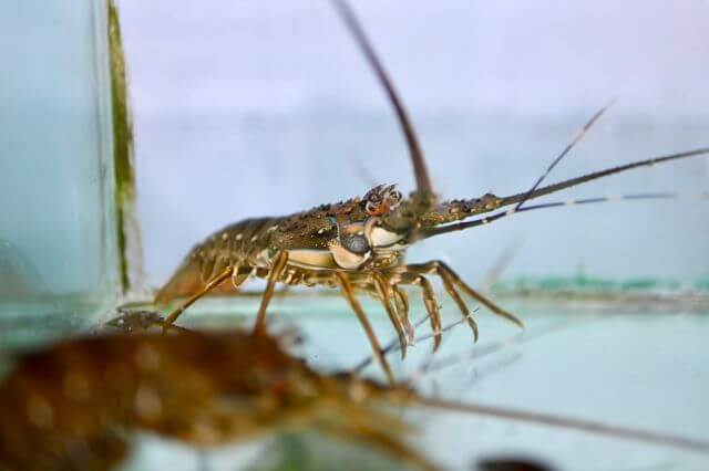 Peternakan Lobster