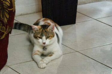 WhatsApp BOLT Solusi Bantuan Darurat untuk Kucing Kesayangan