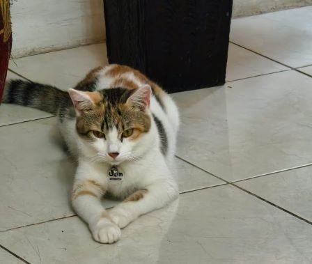 WhatsApp BOLT Solusi Bantuan Darurat untuk Kucing Kesayangan