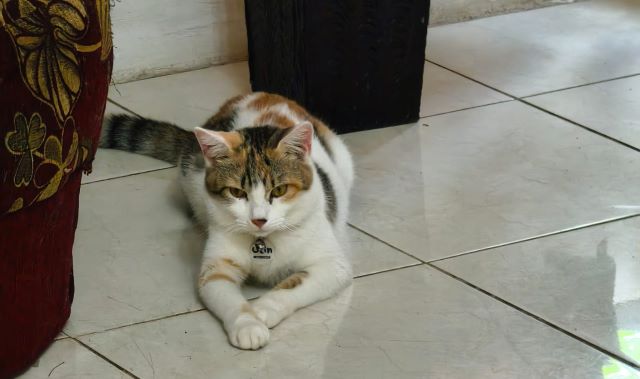 WhatsApp BOLT Solusi Bantuan Darurat untuk Kucing Kesayangan