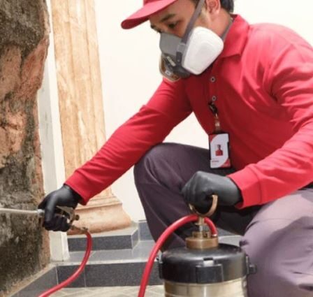 Jasa Anti Rayap: Cara Efektif Mengatasi Masalah Rayap di Rumah
